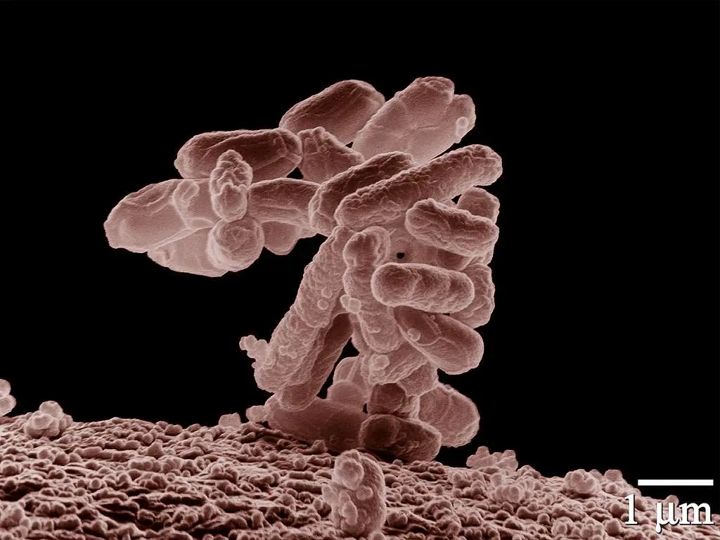 Колиентерит – опасност за децата, скрита в Е. coli